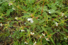 Impatiens inconspicua